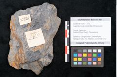 Foto (Objekt + Etikett) von Cupanites novae zeelandiae Ettingshausen (NHMW-GEO-2024-0188-10257)